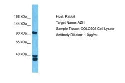 AZ1 Antibody, Novus Biologicals 100 &mu;L; Unconjugated:Antibodies, Polyclonal